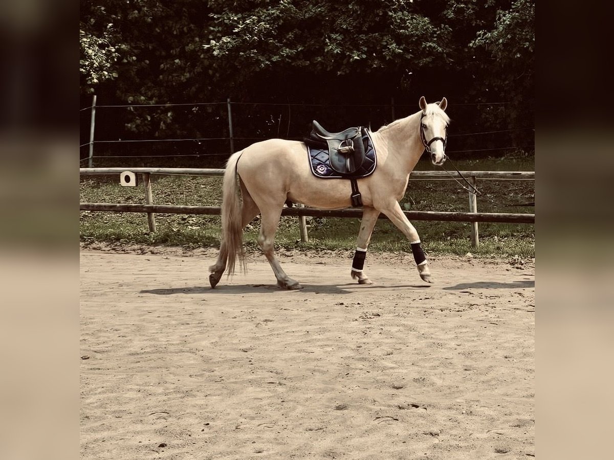 Palomino Castrone 4 Anni 146 cm Palomino in R&#xFC;mpel