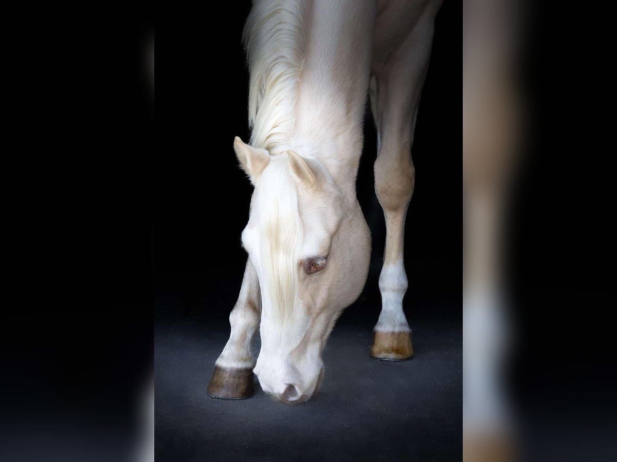 Palomino Castrone 4 Anni Pearl in Middleburg