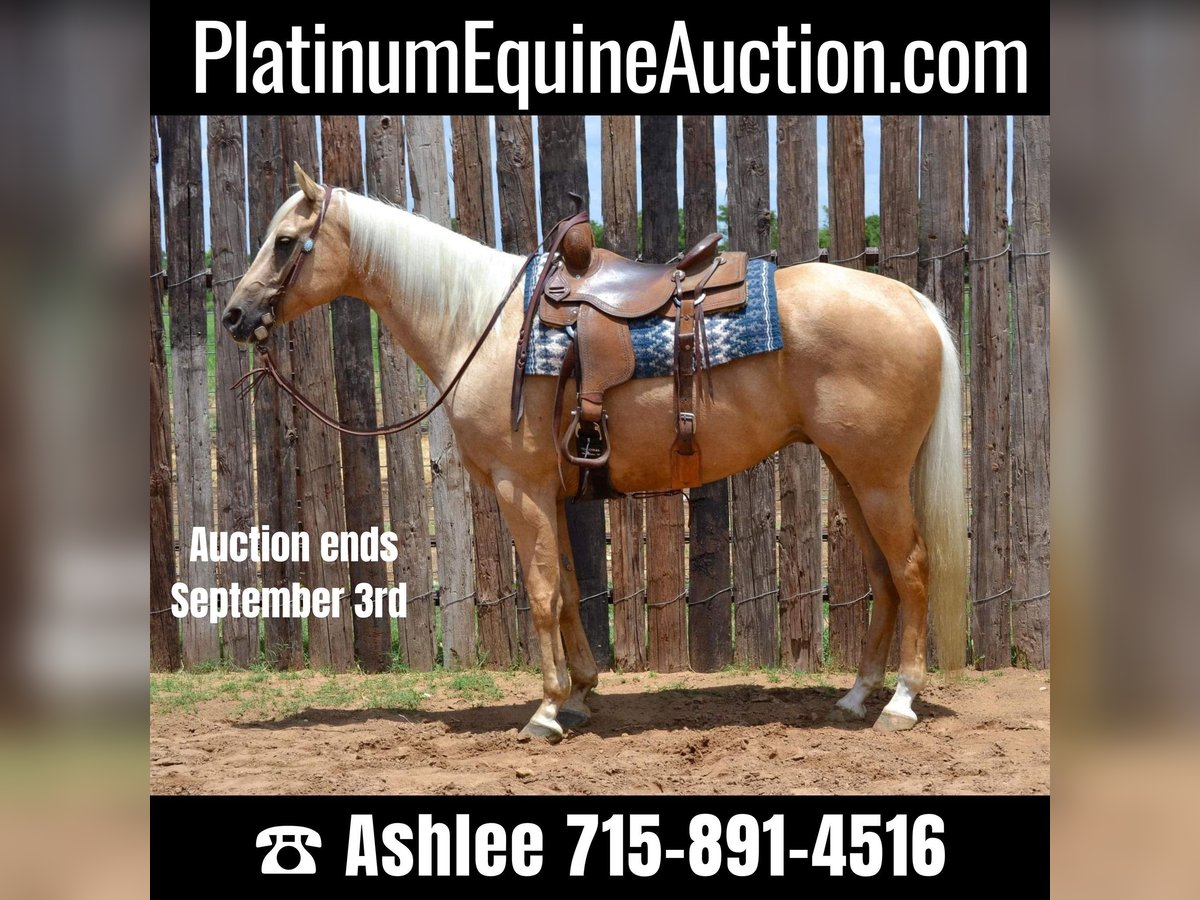 Palomino Castrone 7 Anni 165 cm Palomino in STEPHENVILLE, TX