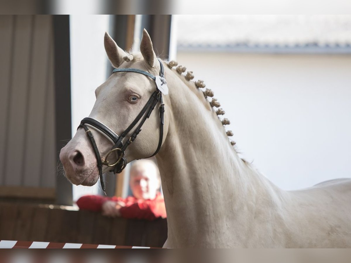 Palomino Étalon 15 Ans 170 cm Cremello in Hemmet