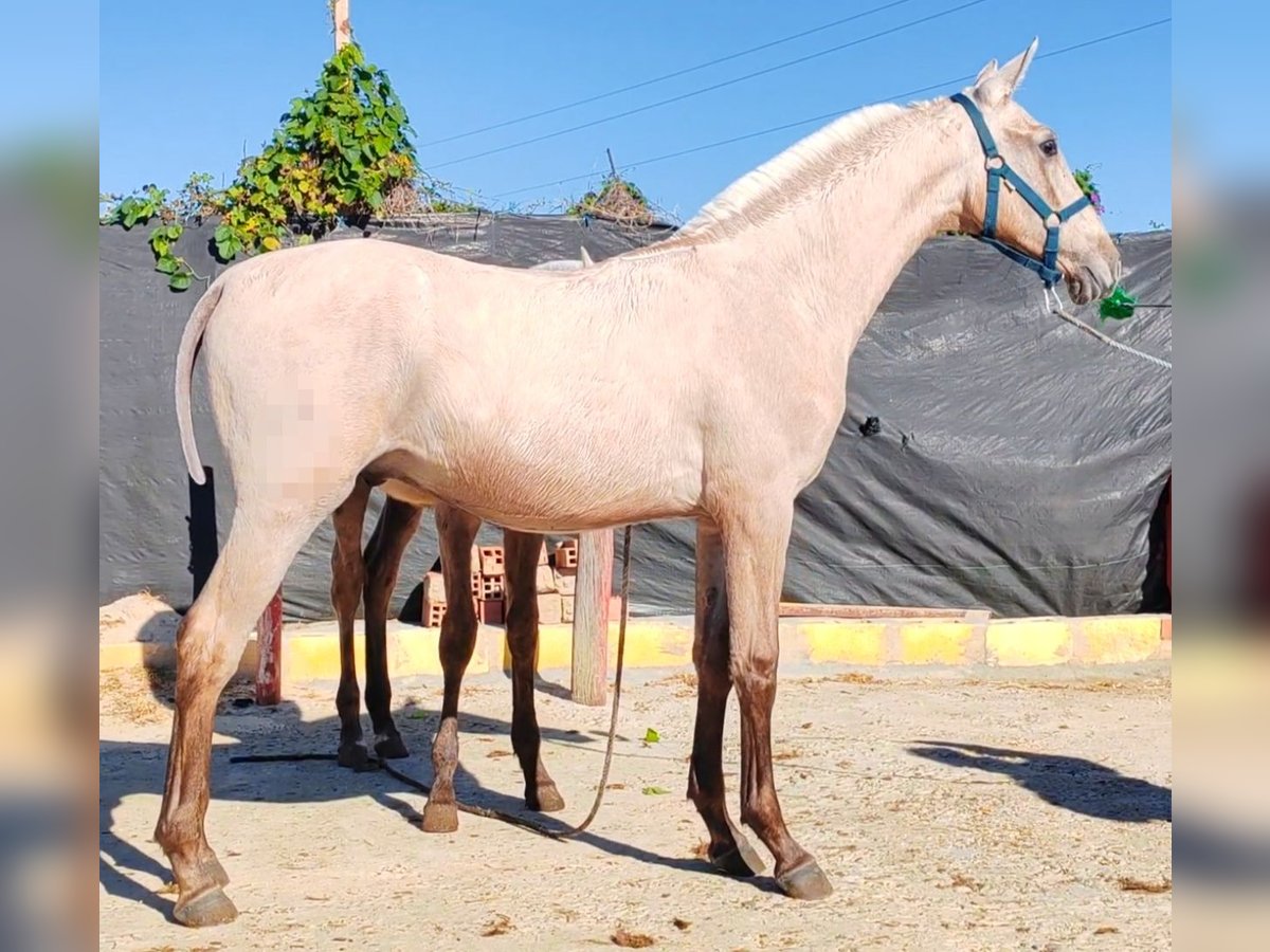 Palomino Étalon 1 Année 150 cm Palomino in Lepe