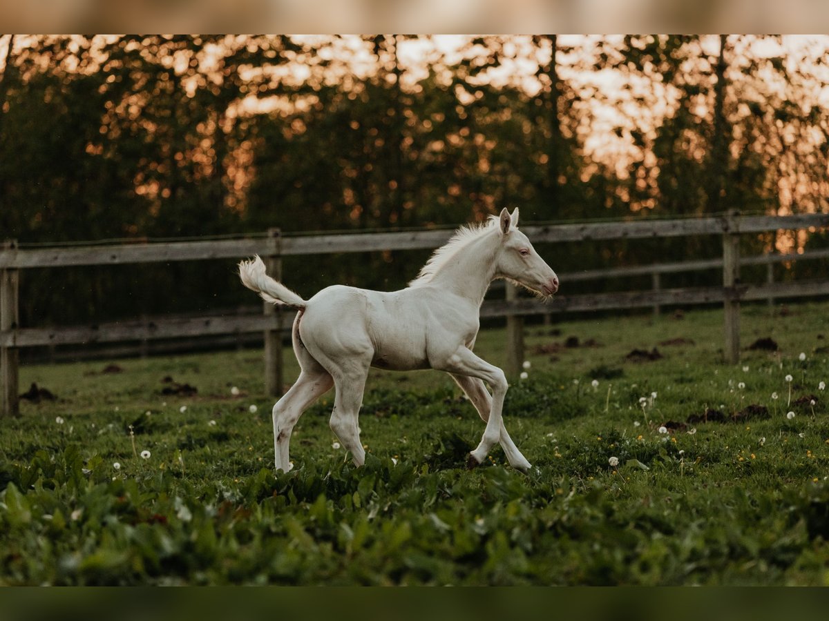 Palomino Étalon Poulain (04/2024) 168 cm Cremello in Kokkedal