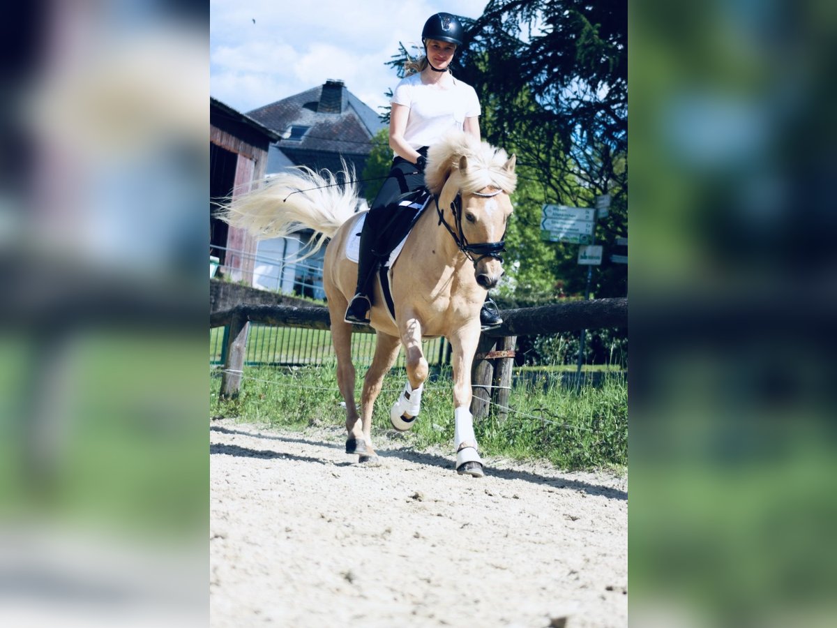 Palomino Gelding 10 years 14 hh Palomino in Hachenburg