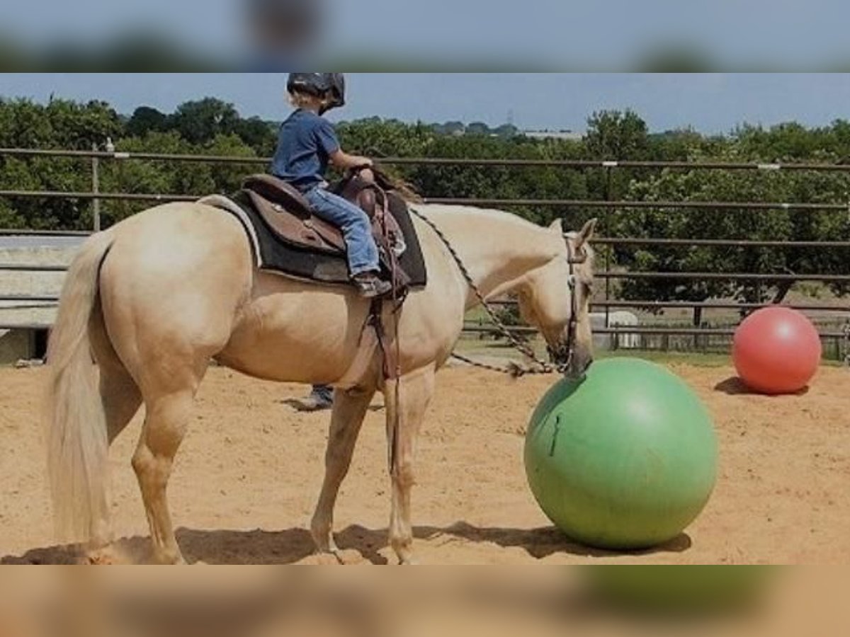 Palomino Gelding 7 years 15 hh Palomino in Bristol