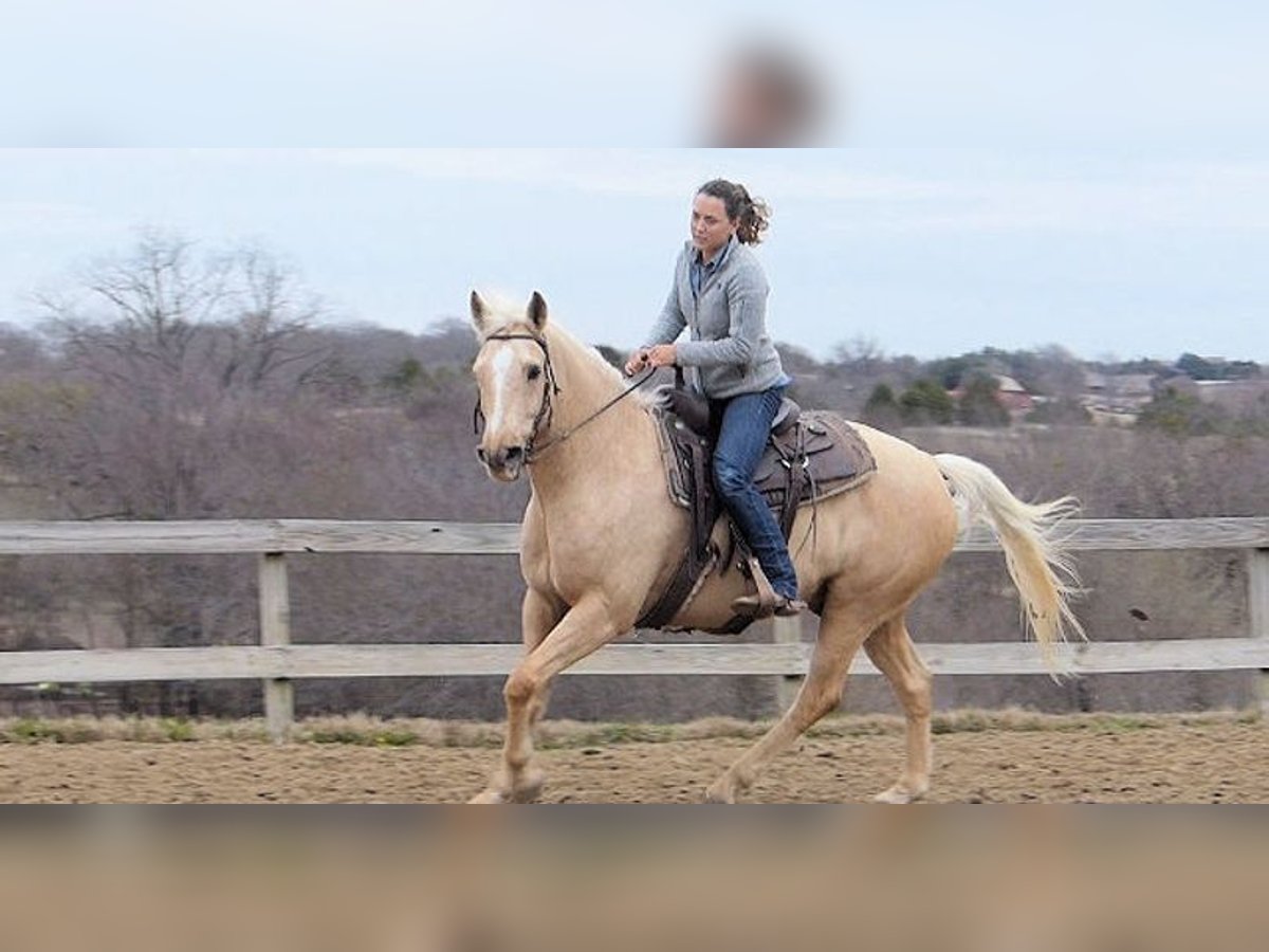 Palomino Gelding 7 years 15 hh Palomino in Chicago