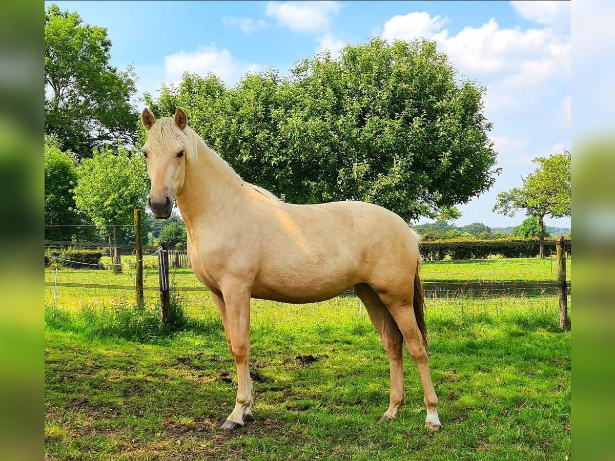 Palomino Giumenta 1 Anno 163 cm Palomino in Epen