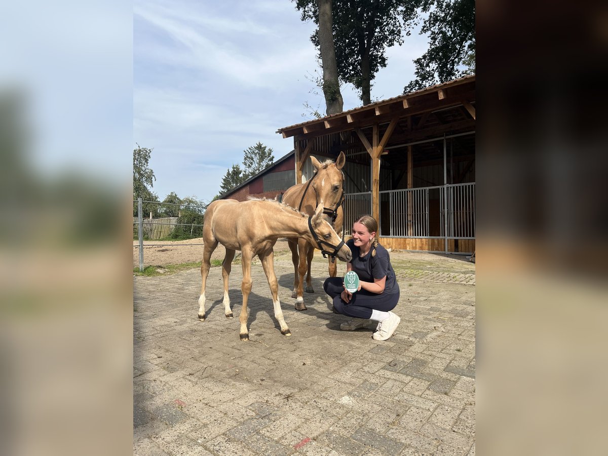 Palomino Hengst 1 Jaar 135 cm Palomino in Diepenau