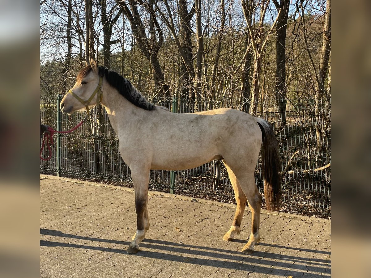 Palomino Hengst 2 Jaar 143 cm in Verl