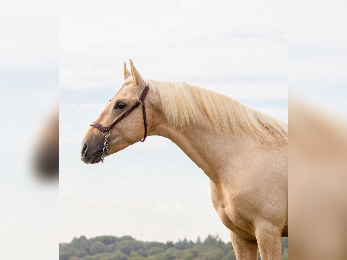 Palomino Hengst 3 Jaar 158 cm Palomino in Lliça D&#39;Amunt