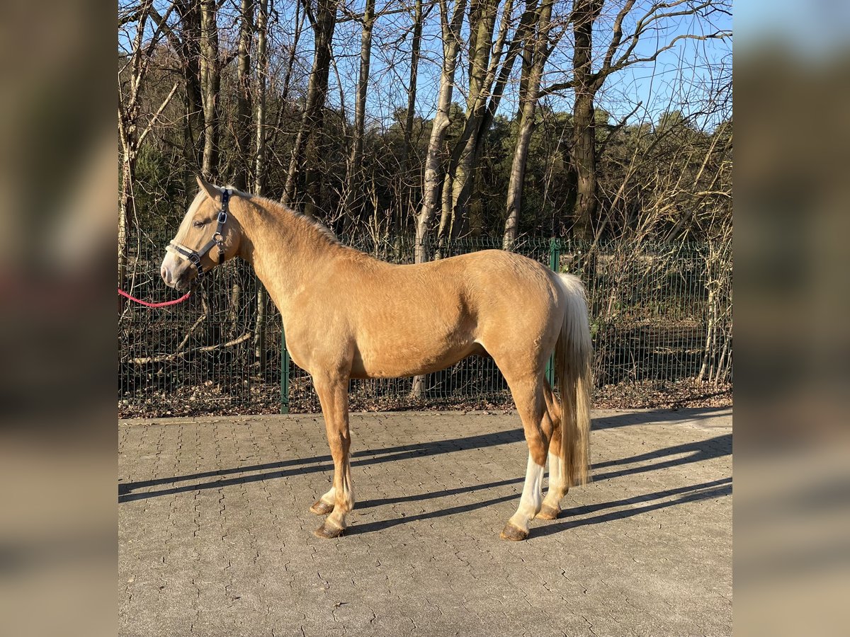 Palomino Hengst 4 Jaar 147 cm Palomino in Verl