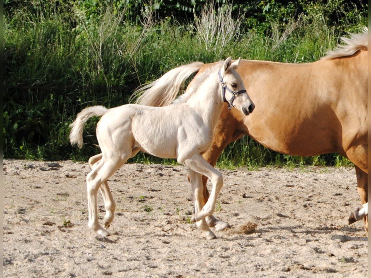 Palomino Hengst Fohlen (05/2024) 168 cm Palomino in Aars