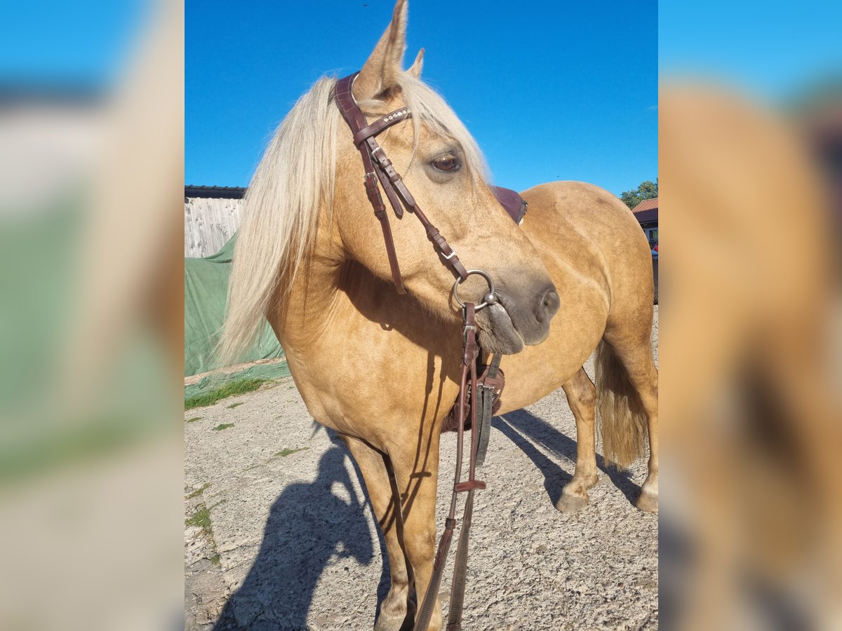 Palomino Jument 11 Ans 138 cm in Timmendorfer Strand