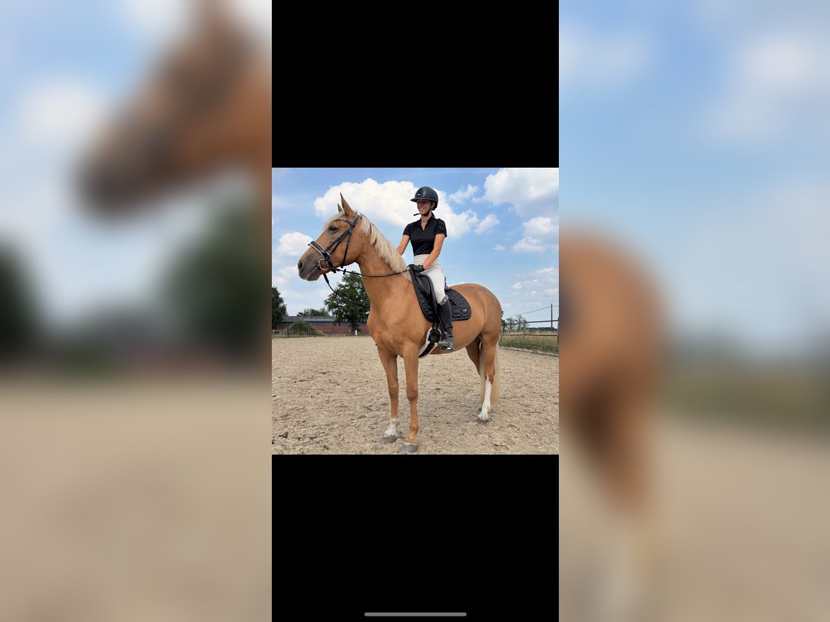 Palomino Croisé Jument 11 Ans 160 cm Palomino in hoogstraten