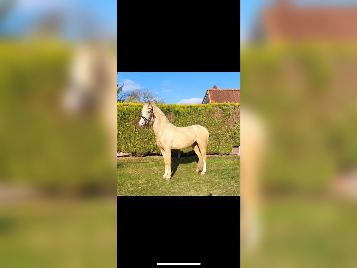 Palomino Jument 4 Ans 140 cm in Norderstedt