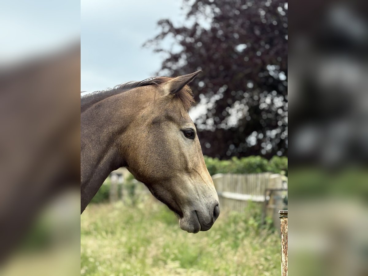 Palomino Jument 4 Ans 160 cm Buckskin in Garbsen