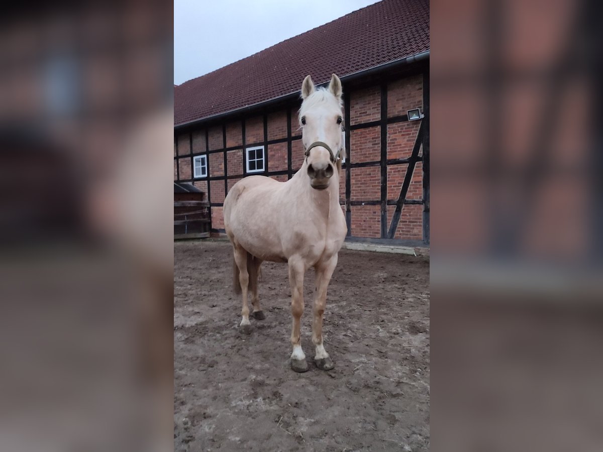 Palomino Klacz 12 lat 154 cm Izabelowata in Bad Salzdetfurth