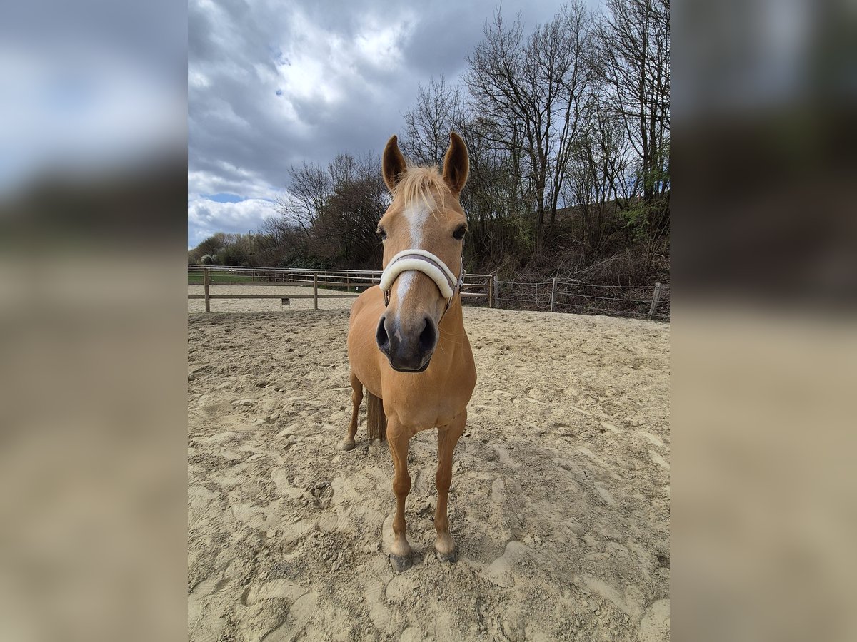 Palomino Klacz 7 lat 140 cm Izabelowata in Werne