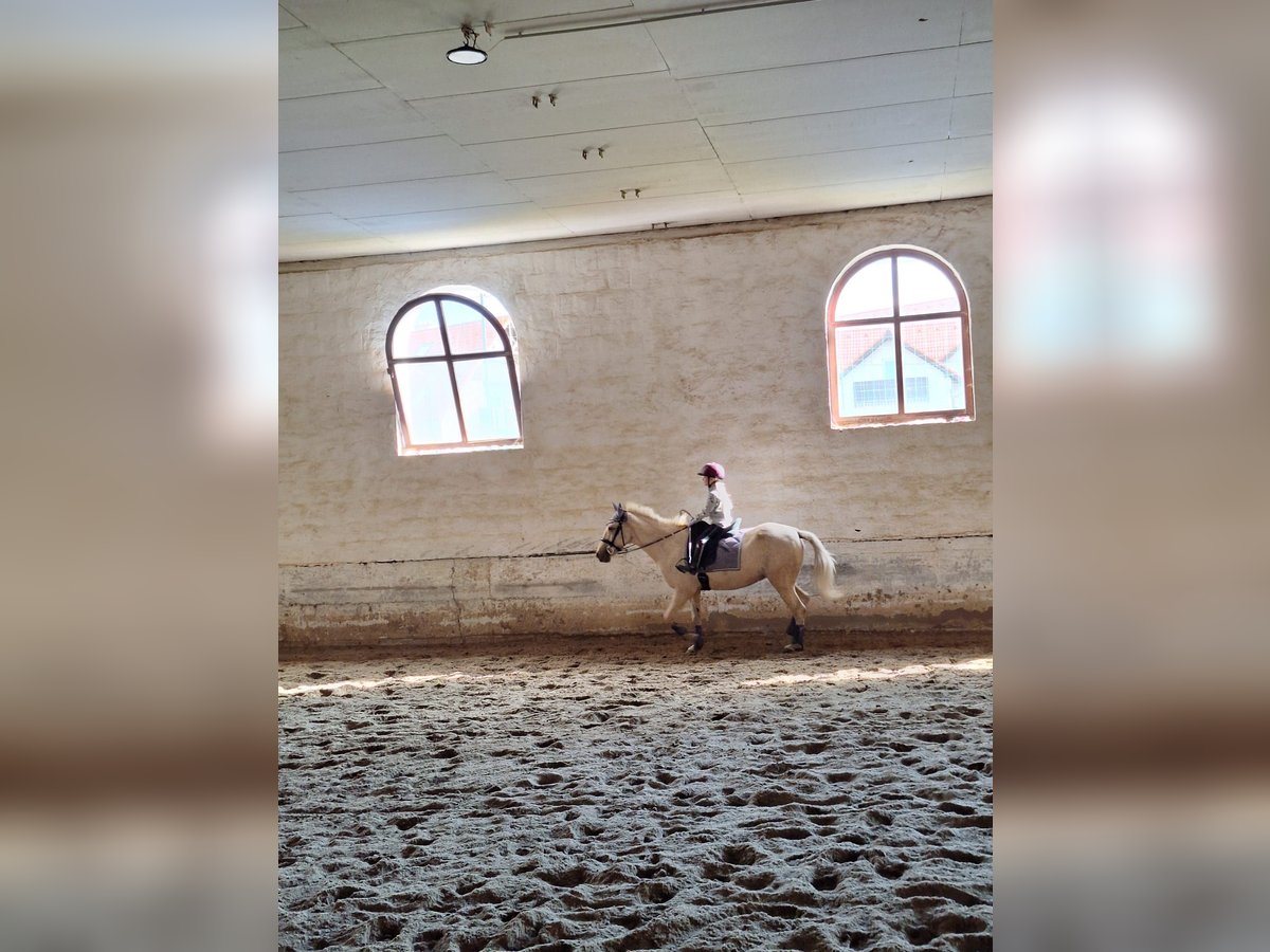Palomino Mix Klacz 9 lat 125 cm Izabelowata in Mih&#xE1;lyi
