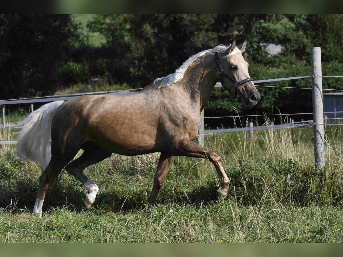 Palomino Klacz 9 lat 163 cm Izabelowata in Heidenheim