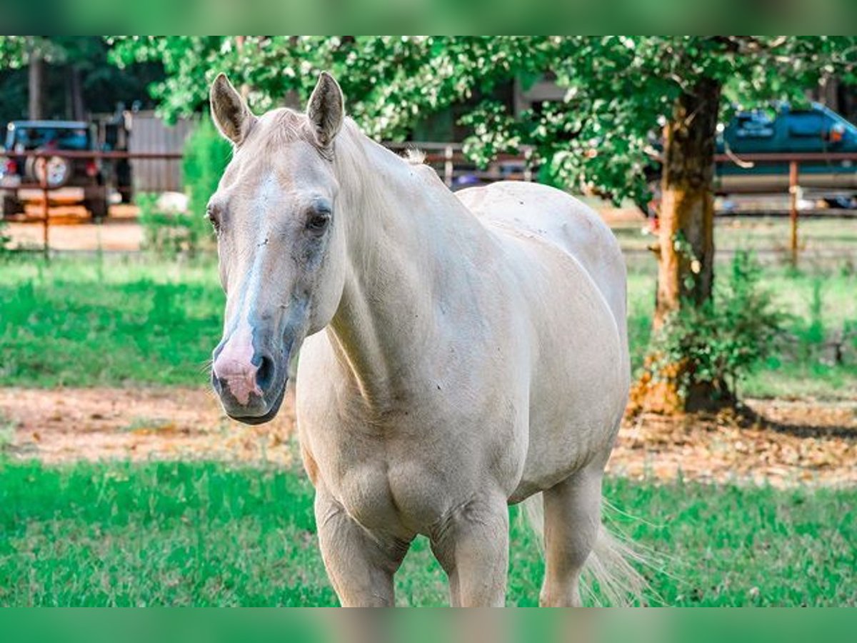 Palomino Mare 10 years 16 hh Cremello in Melrose Park, IL