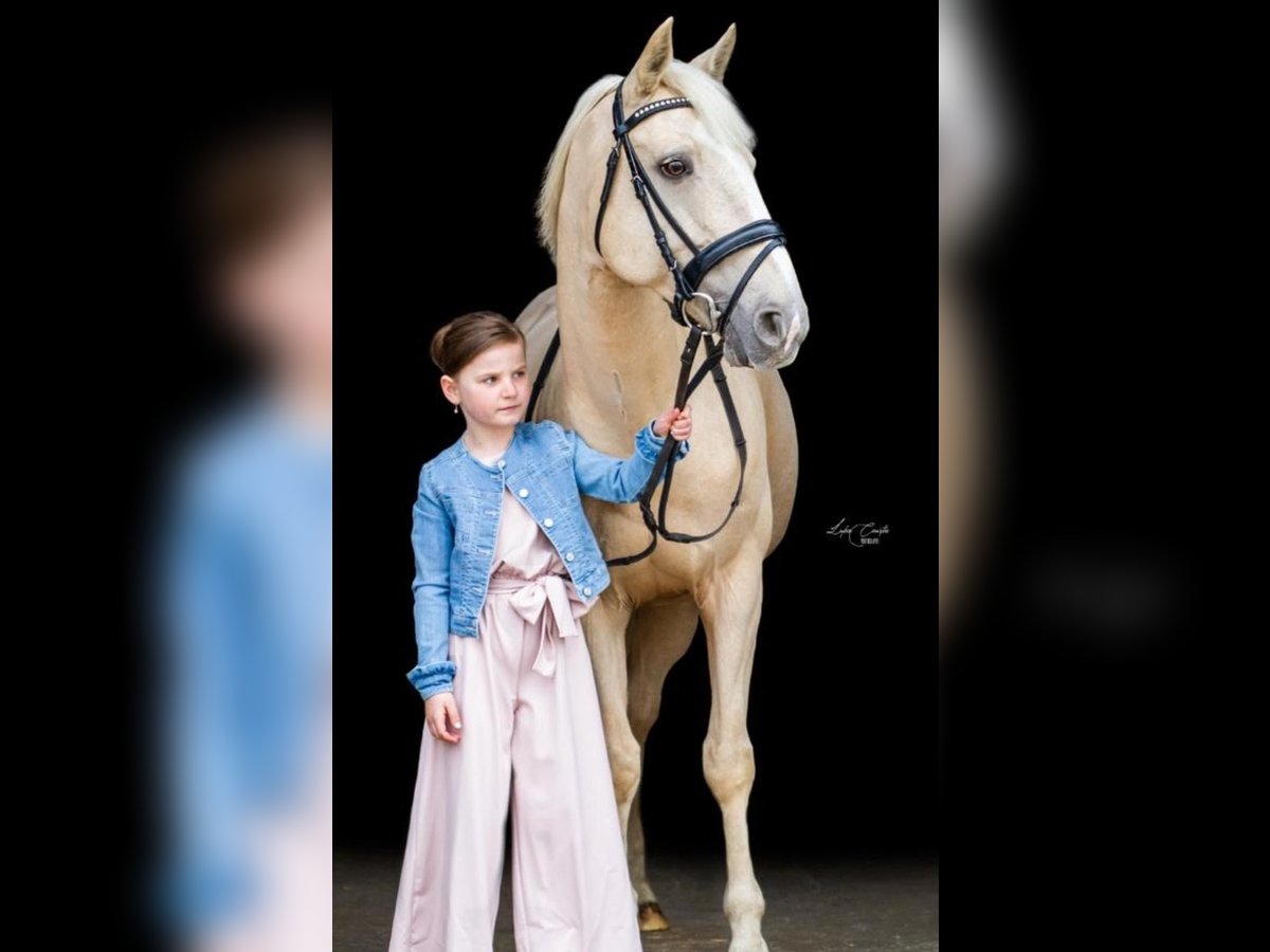 Palomino Mare 14 years 14 hh Palomino in Wechelderzande