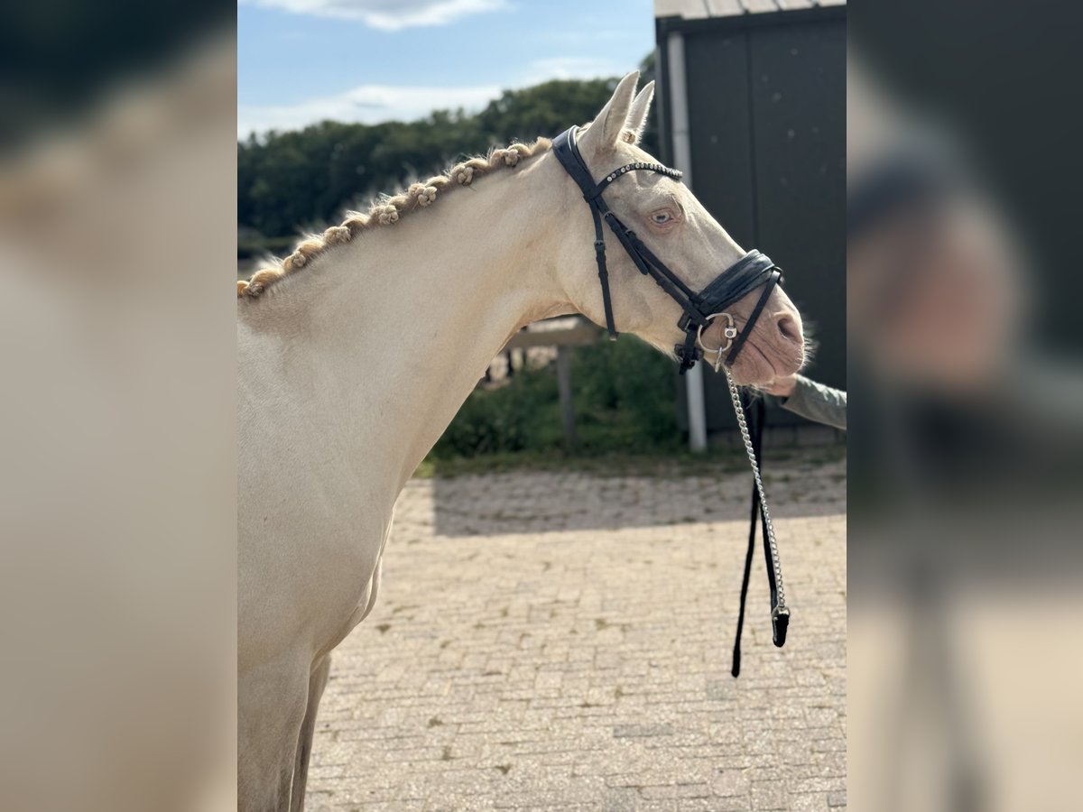 Palomino Mare 14 years 15 hh Perlino in Veghel