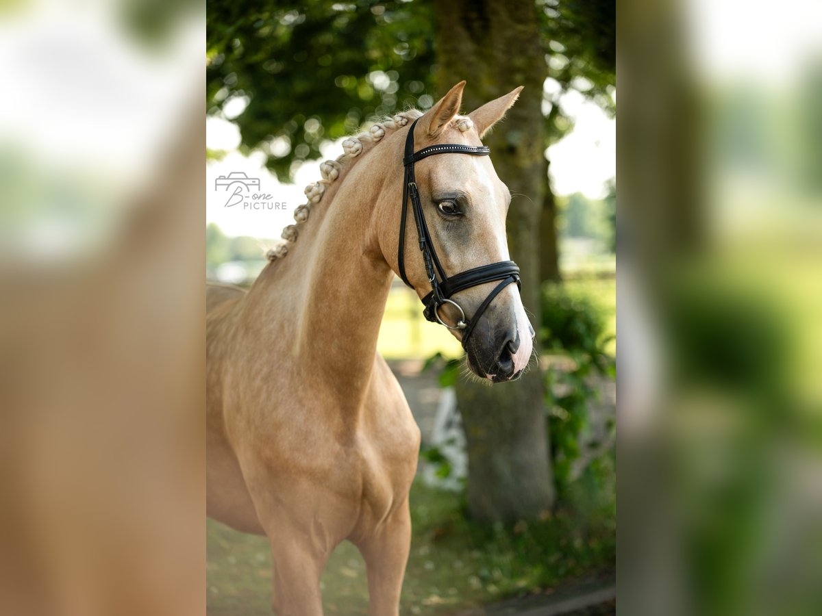 Palomino Mare 4 years 14,2 hh Palomino in Wouwse Plantage