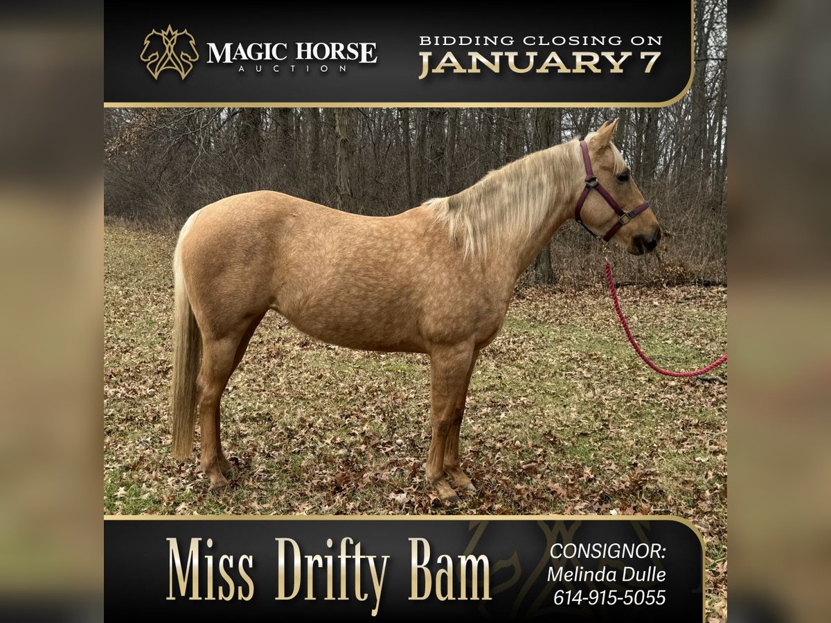 Palomino Mare 6 years 14 hh Palomino in Marysville