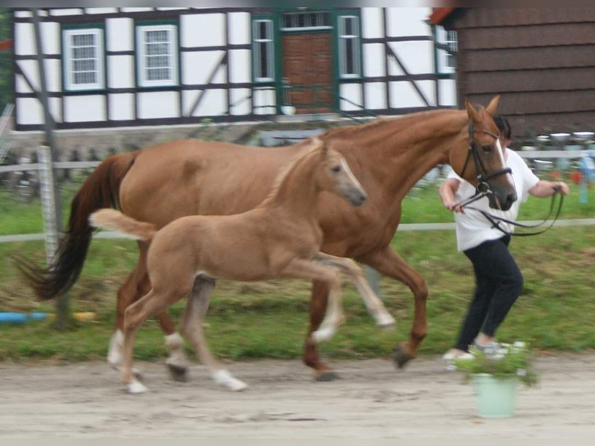 Palomino Mare Foal (06/2024) 16 hh Palomino in Bad Grund