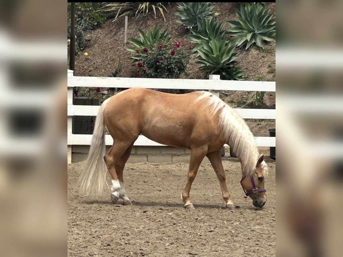 Palomino Merrie 16 Jaar 142 cm Palomino in San Juan Capistrano, CA
