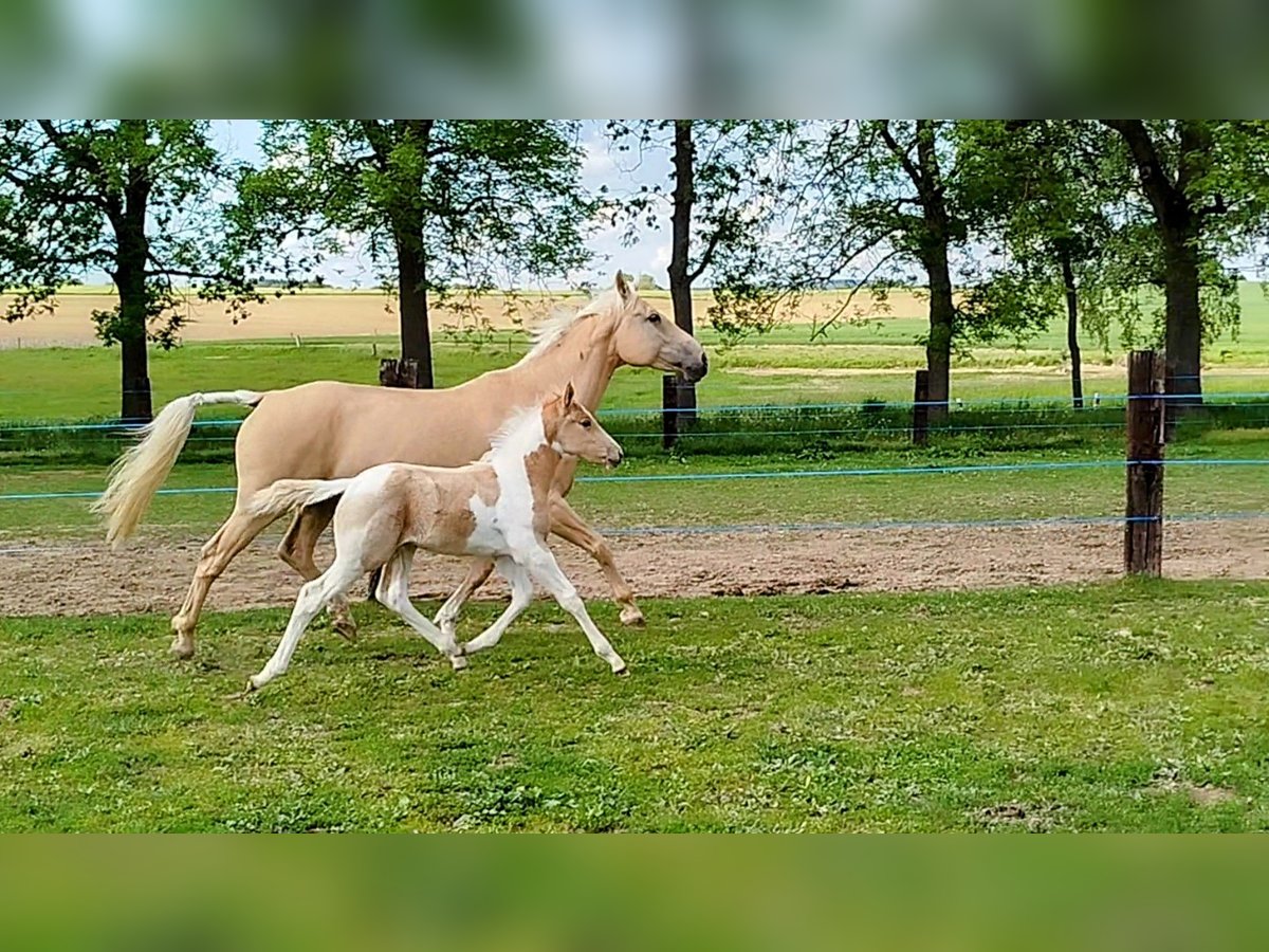 Palomino Mestizo Semental  167 cm Tobiano-todas las-capas in Strmilov