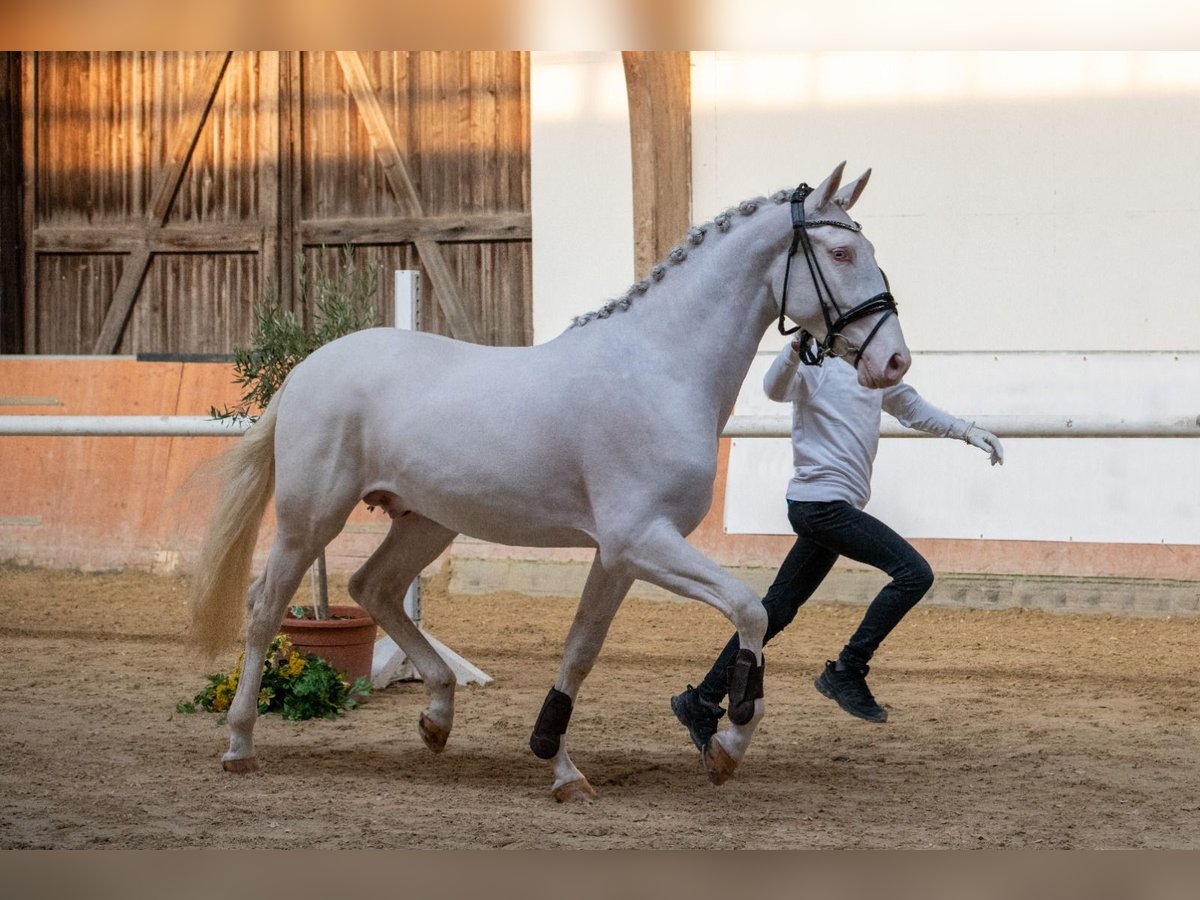 Palomino Stallion 3 years 16,1 hh Cremello in Altenstadt