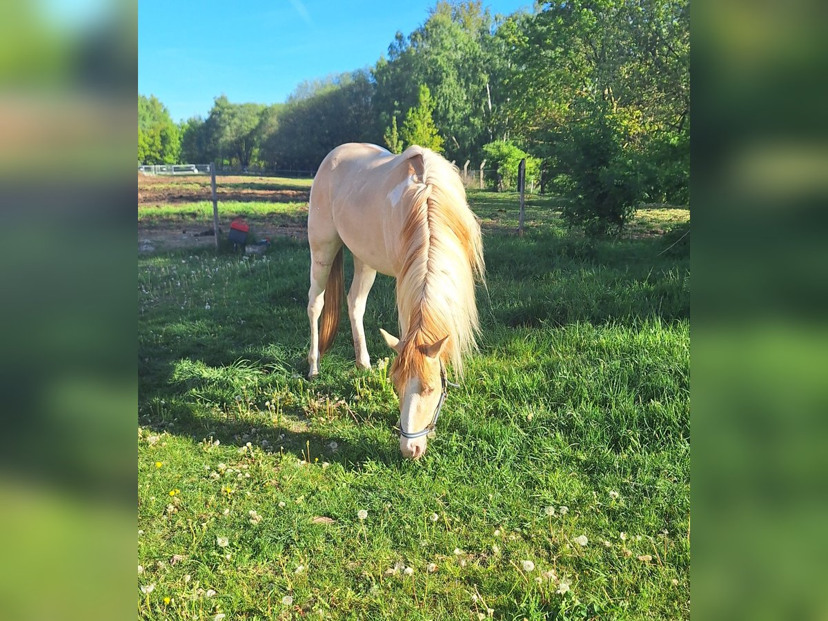 Palomino Stute 3 Jahre 147 cm Overo-alle-Farben in Weira Gewerbegebiet