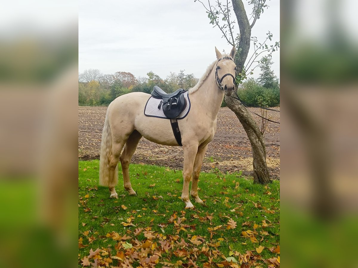 Palomino Stute 3 Jahre 160 cm Palomino in Neulehe