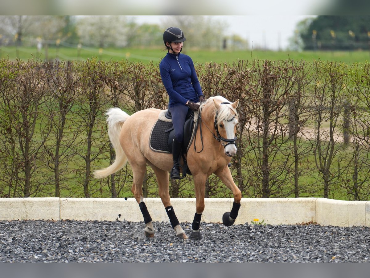Palomino, Stute in Zossen