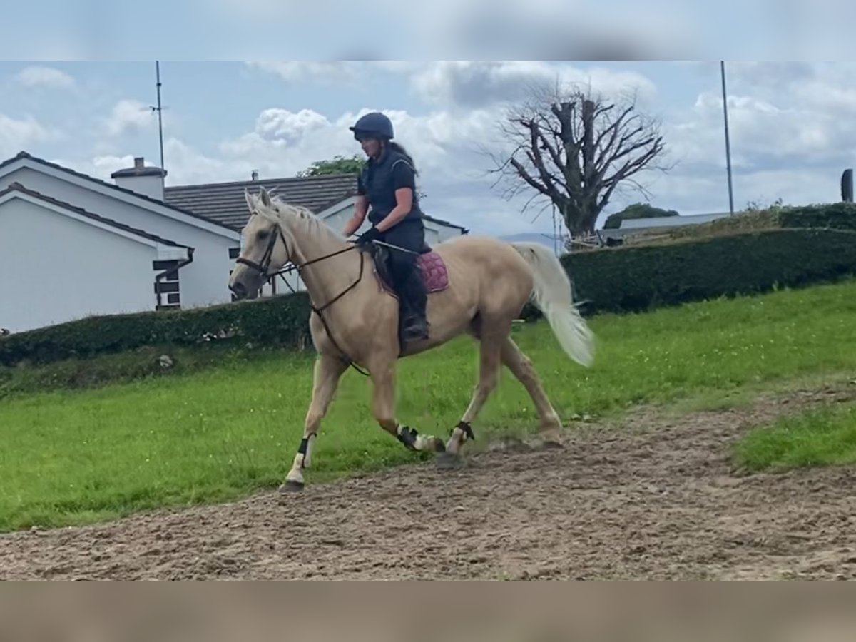 Palomino Wałach 4 lat 163 cm Izabelowata in Sligo