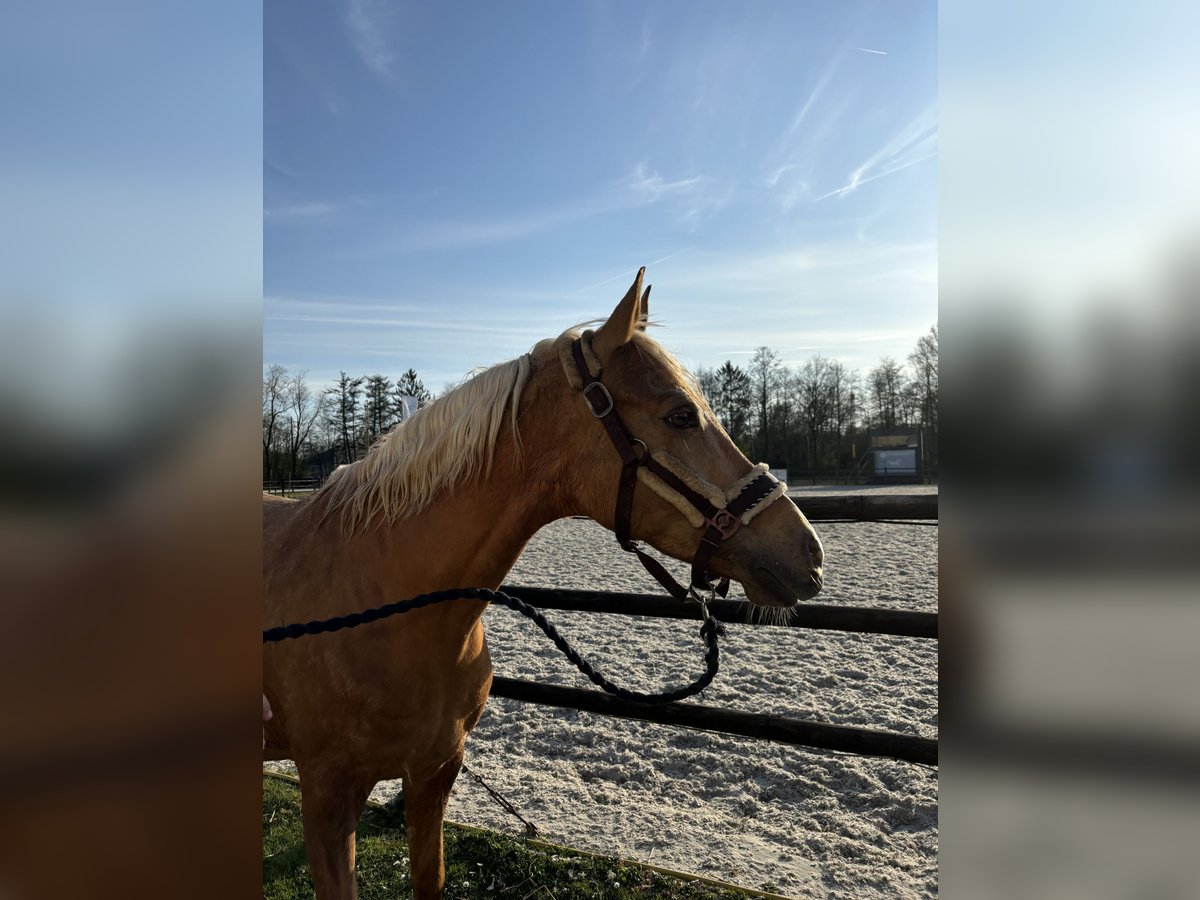 Palomino Wałach 7 lat 148 cm Izabelowata in Schilde