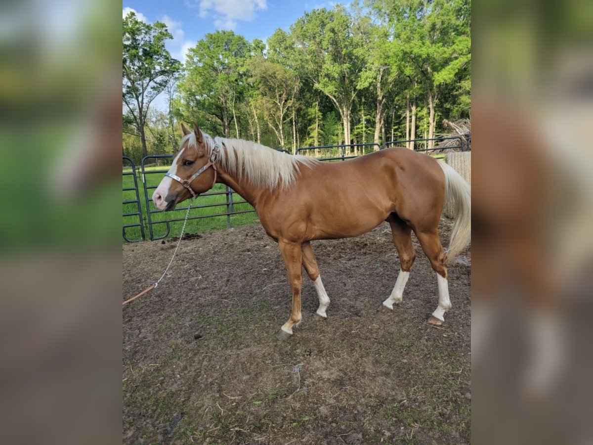 Palomino Wallach 5 Jahre 152 cm Palomino in Green Pond