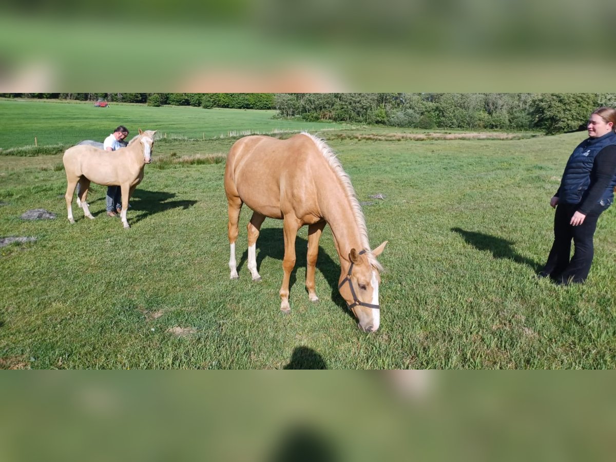 Palomino Yegua 2 años 163 cm Palomino in Tjele