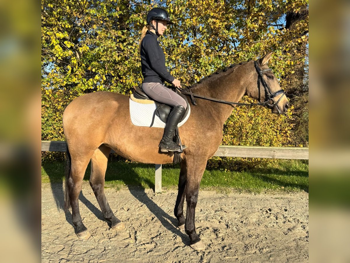 Palomino Yegua 4 años 166 cm Bayo in S&#xFC;derl&#xFC;gum