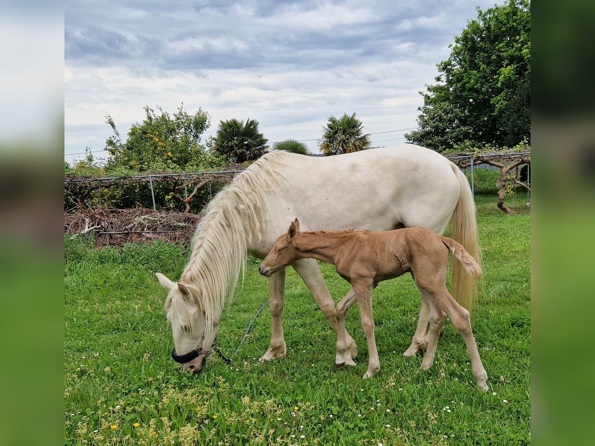 Palomino Mestizo Yegua  160 cm Palomino in Ferrol