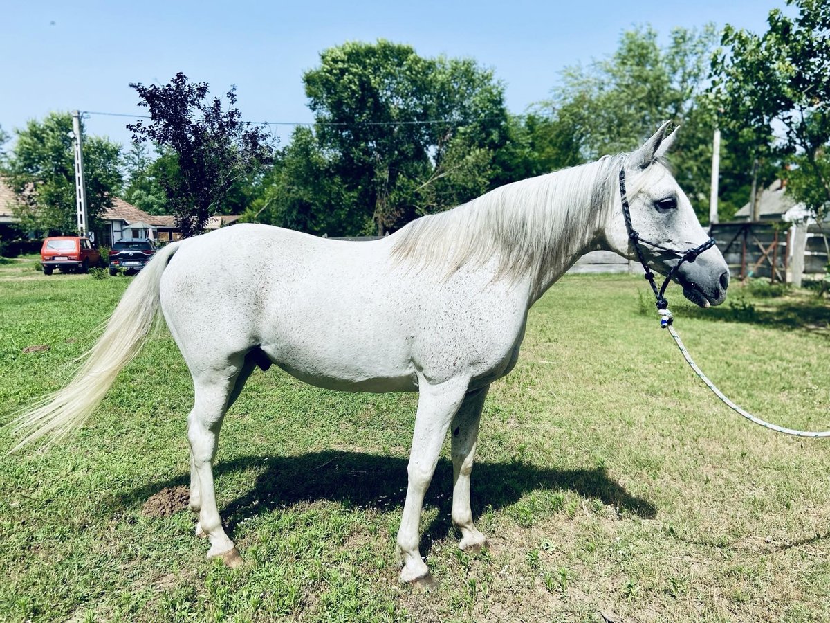 Partbred árabe Mestizo Caballo castrado 14 años 160 cm Tordo in Paks