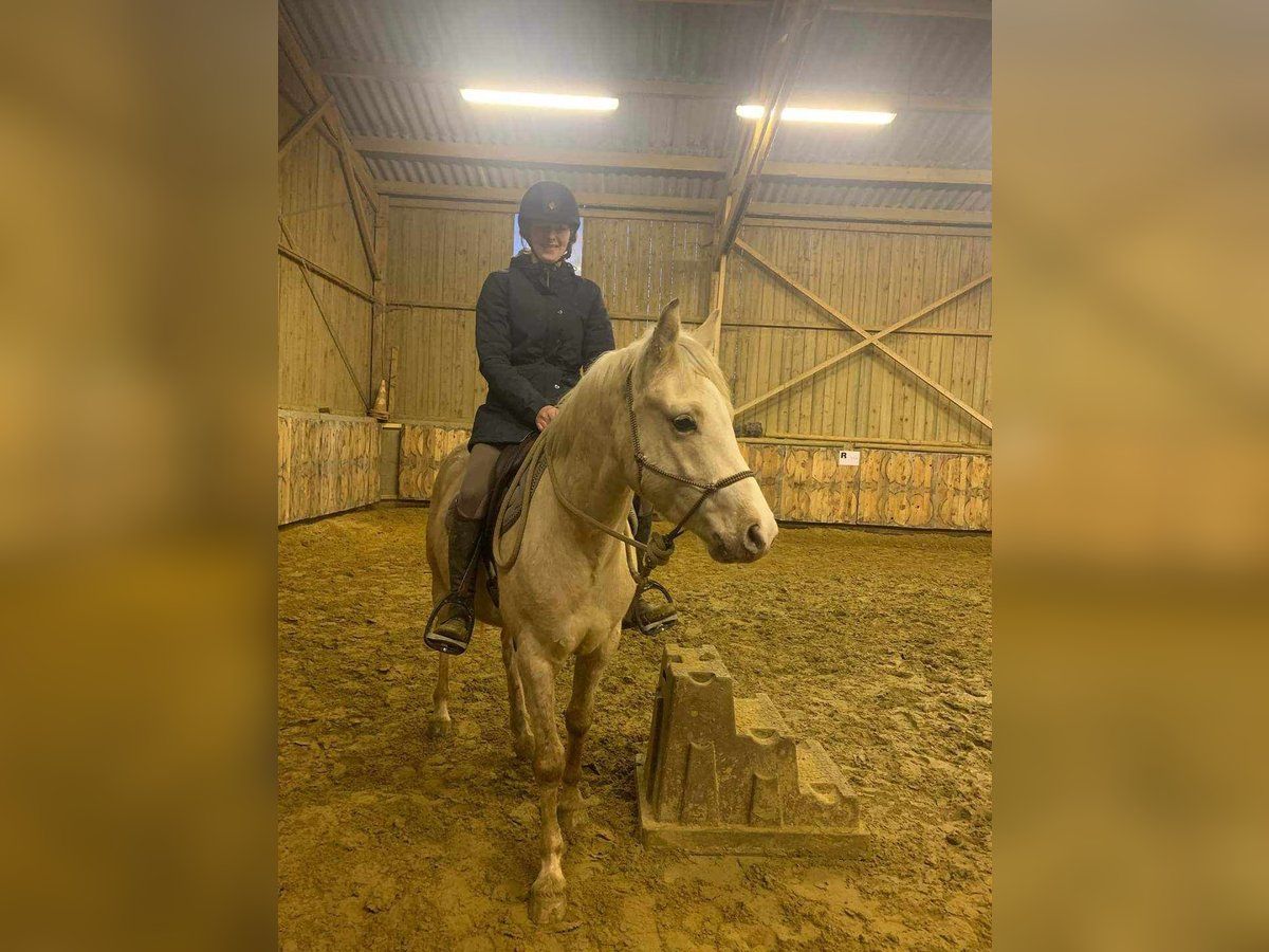 Partbred árabe Caballo castrado 5 años 147 cm Palomino in Parpeville
