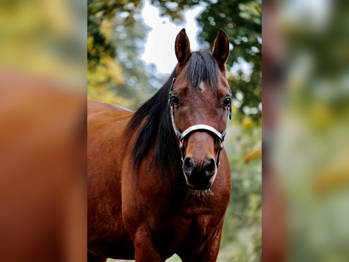 Partbred árabe Mestizo Caballo castrado 5 años 153 cm Castaño in Ulrichstein
