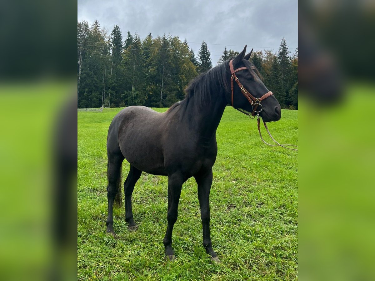 Partbred árabe Caballo castrado 5 años 155 cm Negro in Bad Goisern