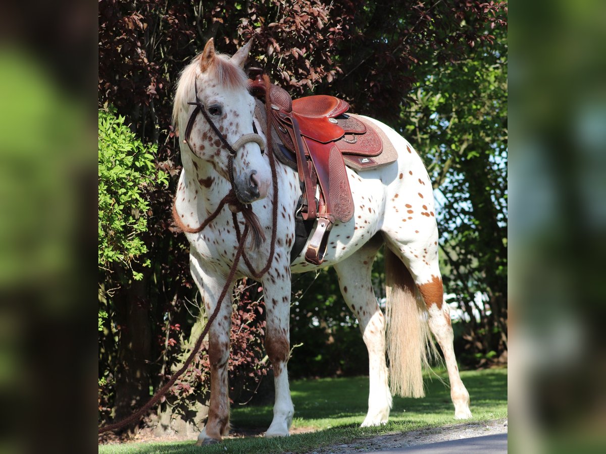 Partbred árabe Caballo castrado 6 años 155 cm Atigrado/Moteado in Oberlangen