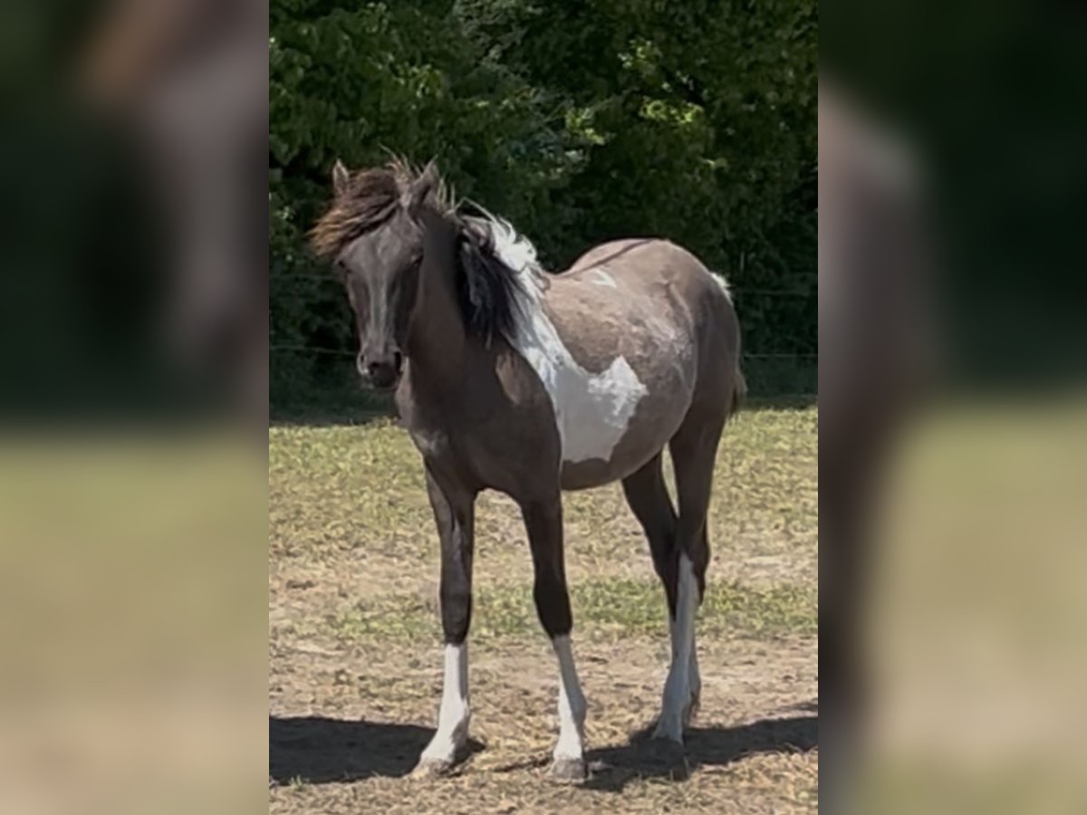Partbred árabe Semental 1 año 151 cm Grullo in Haunetal