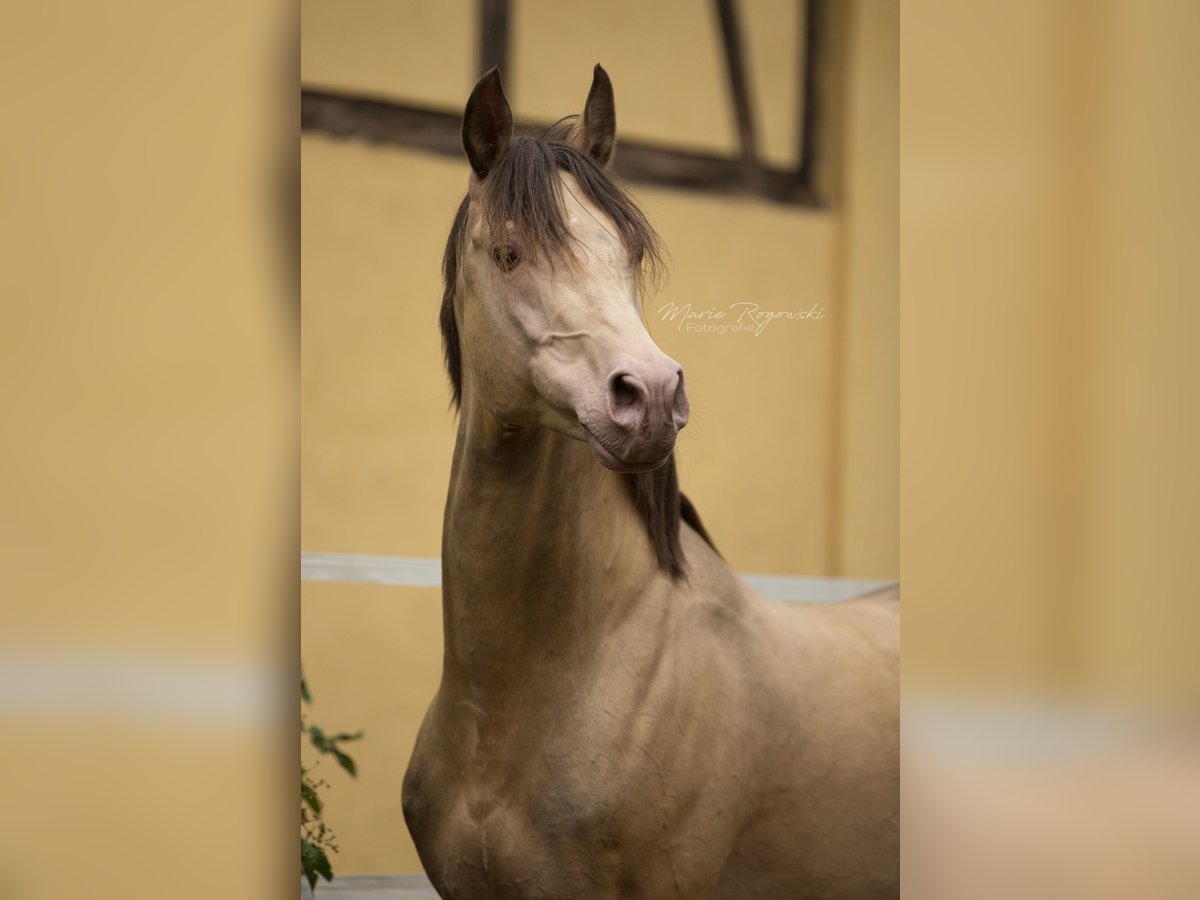 Partbred árabe Semental 20 años 148 cm Champán in Beaumont-Pied-de-B&#x153;uf