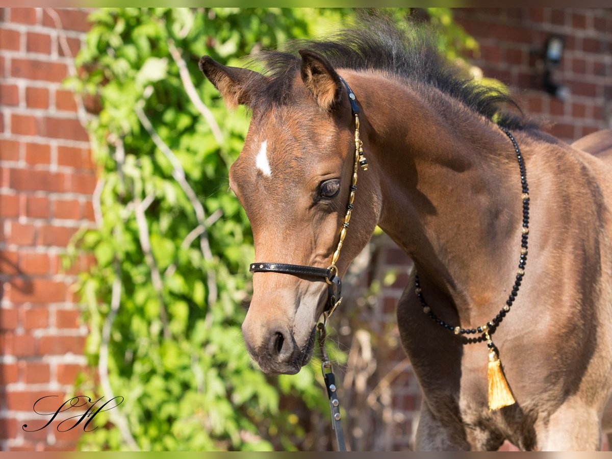 Partbred árabe Semental Potro (06/2024) 154 cm in Coswig (Anhalt)