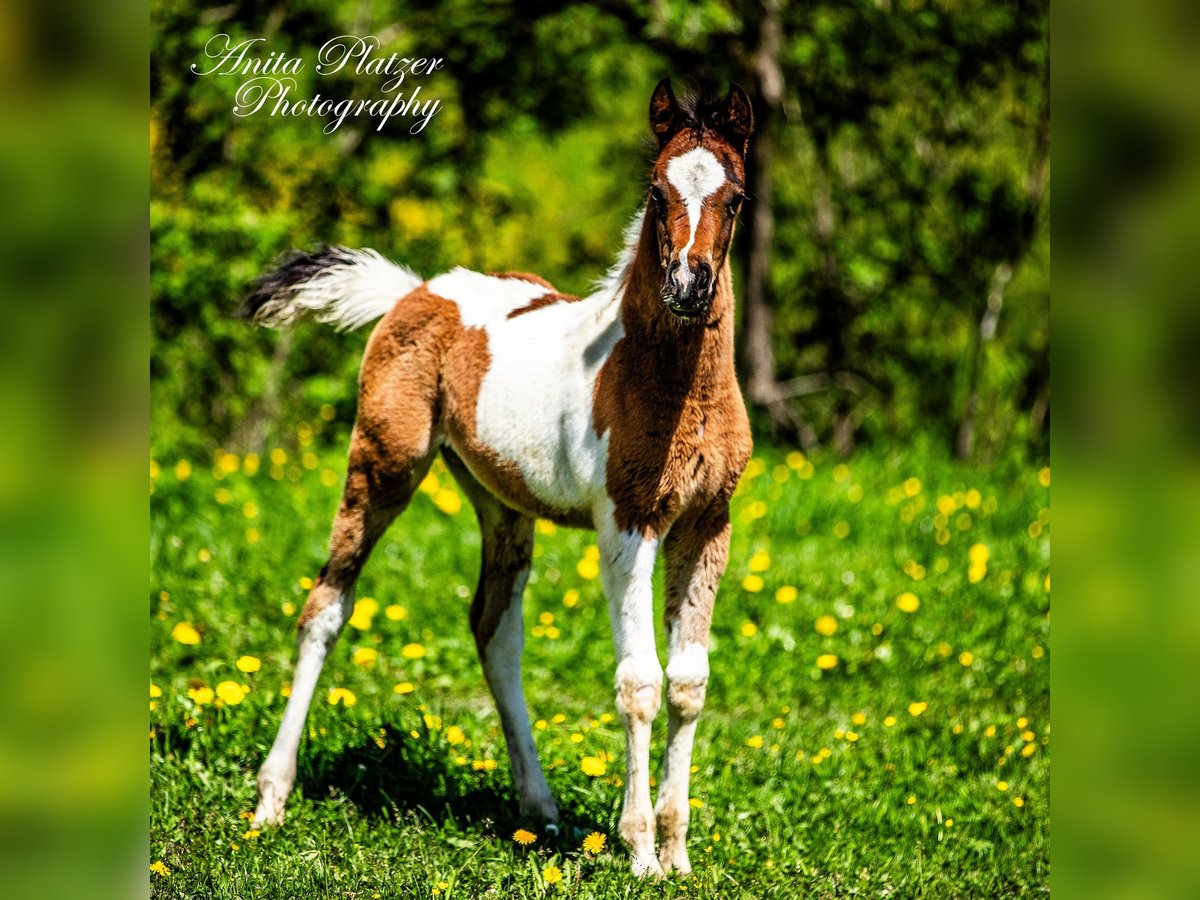 Partbred árabe Semental  Pío in Rauris